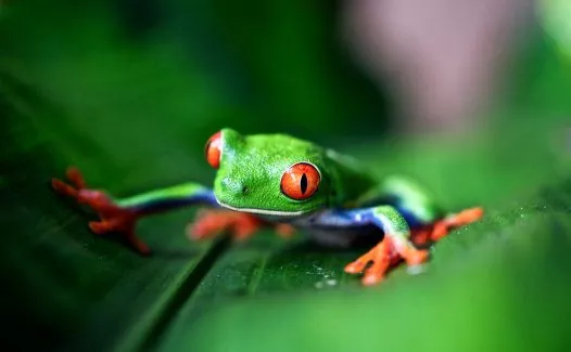 Grenouille perchée sur une feuille ; Frog perched on a leaf ; Frosch auf einem Blatt hockend