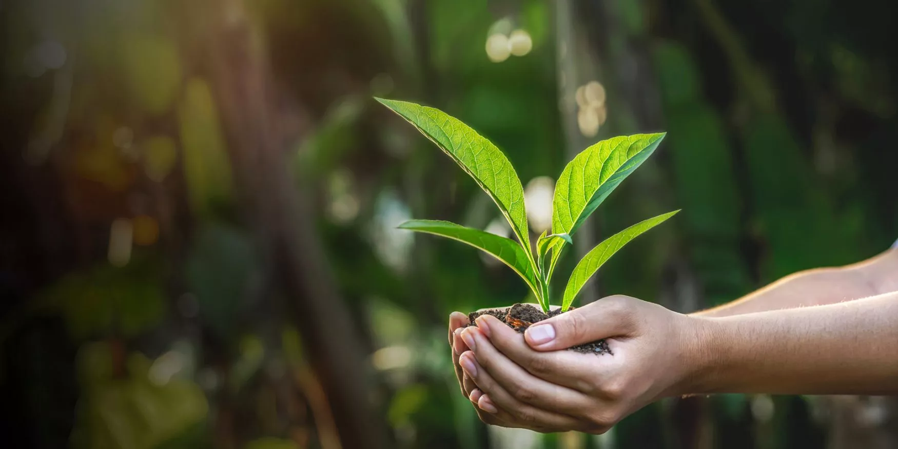 Deux mains tenant une plante symbole d'écologie et de biodiversité ; Two hands holding a plant symbolizing ecology and biodiversity ; Zwei Hände, die eine Pflanze halten Symbol für Ökologie und Biodiversität