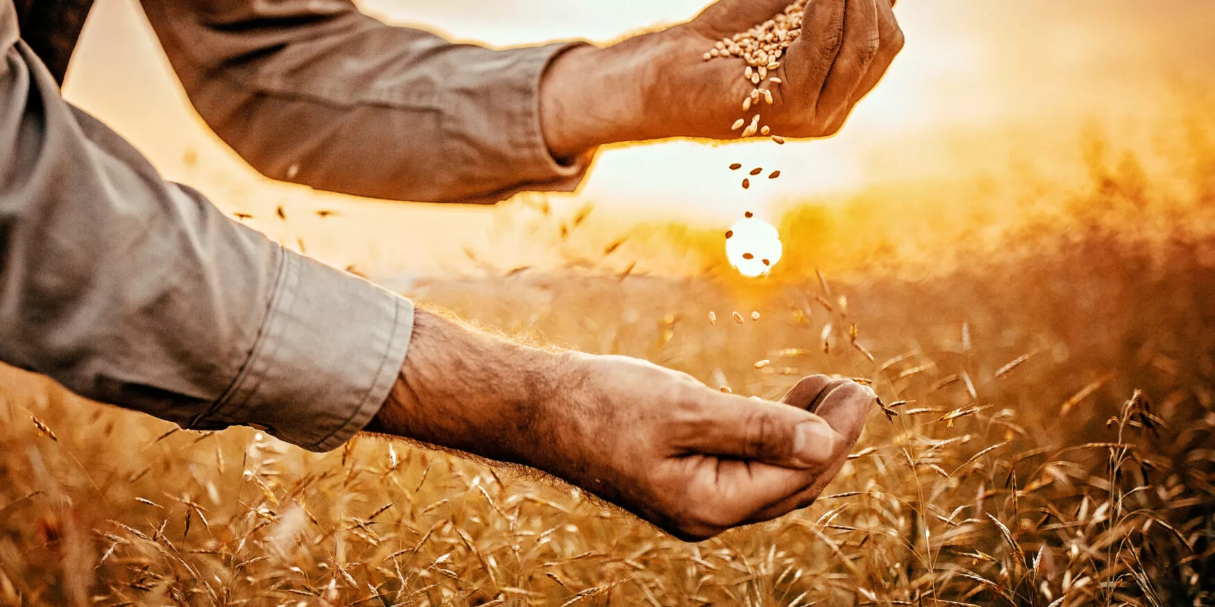 Main versant des graines pour la semence devant un environnement dédiée à l'agriculture ; Hand pouring seeds in front of an environment dedicated to agriculture ; Hand, die Samen für die Aussaat vor einer der Landwirtschaft gewidmeten Umgebung gießt